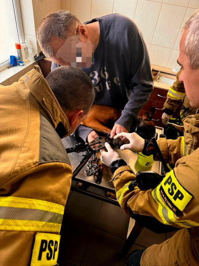 Pomocy strażaków potrzebował owczarek belgijski